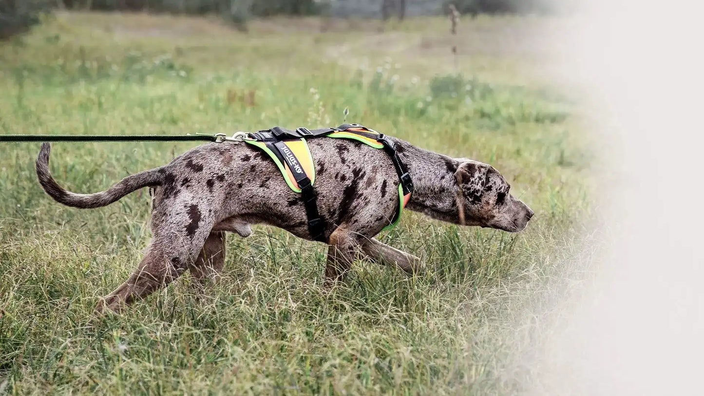 Julius-K9 Mantrailing Dog Harness